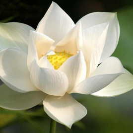 Мария Ногаева