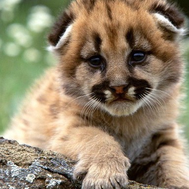 Петр Люкшин